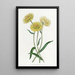 Elichrysum bicolore - Sydenham Edwards — quadro incorniciato alla parete