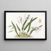 Leptotes bicolore - Sydenham Edwards — quadro incorniciato alla parete