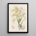 Oncidium bicolore - Sydenham Edwards — quadro incorniciato alla parete