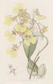 Oncidium bicolore - Sydenham Edwards — vista dell’opera