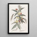 Pois pigeon bicolore - Sydenham Edwards — quadro incorniciato alla parete