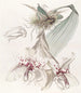 Von Martius Stanhopea Bicolore - Sydenham Edwards — vista dell’opera