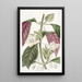 Woodwort bicolore - Sydenham Edwards — quadro incorniciato alla parete
