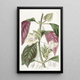 Sydenham Edwards - Twocoloured Woodwort.webp