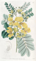 Cassia à deux fleurs - Sydenham Edwards — vista dell’opera