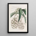Epidendrum à deux pieds - Sydenham Edwards — quadro incorniciato alla parete