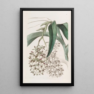 Sydenham Edwards - Twofooted Epidendrum.webp