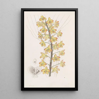 Sydenham Edwards - Twolobed Eriops.webp