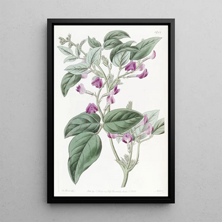 Sydenham Edwards - Twolobed Glycine.webp