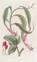 Torchthistle a due forme - Sydenham Edwards — vista dell’opera