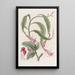Torchthistle a due forme - Sydenham Edwards — quadro incorniciato alla parete
