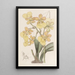 Oncidium à deux verrues - Sydenham Edwards — quadro incorniciato alla parete