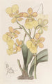 Oncidium à deux verrues - Sydenham Edwards — vista dell’opera