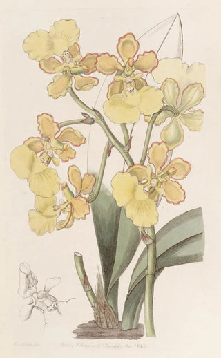 Sydenham Edwards - Twowarted Oncidium.webp