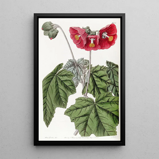 Sydenham Edwards - Umbelflowered mallow.webp