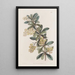 Berberis ombellée - Sydenham Edwards — quadro incorniciato alla parete