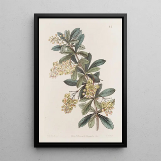 Sydenham Edwards - Umbellate Berberry.webp