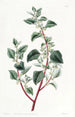 Polygonus poco attraente - Sydenham Edwards — vista dell’opera