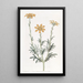 Baebera à branches dressées - Sydenham Edwards — quadro incorniciato alla parete