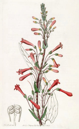 Sydenham Edwards - Valerianleaved Chelone.webp