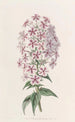 Phlox di Van Houtte - Sydenham Edwards — vista dell’opera