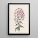 Phlox di Van Houtte - Sydenham Edwards — quadro incorniciato alla parete