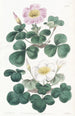 Oxalis variabile - Sydenham Edwards — vista dell’opera
