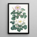 Oxalis variabile - Sydenham Edwards — quadro incorniciato alla parete