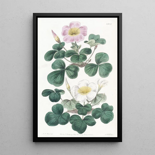 Sydenham Edwards - Variable Oxalis.webp