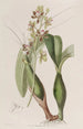 Epidendrum panaché - Sydenham Edwards — vista dell’opera