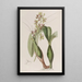 Epidendrum panaché - Sydenham Edwards — quadro incorniciato alla parete