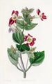 Mimulus panaché - Sydenham Edwards — vista dell’opera