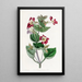 Mimulus panaché - Sydenham Edwards — quadro incorniciato alla parete