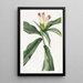 Costus à fleurs panachées - Sydenham Edwards — quadro incorniciato alla parete
