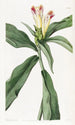 Costus à fleurs panachées - Sydenham Edwards — vista dell’opera