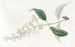 Buddleia a foglie variate - Sydenham Edwards — vista dell’opera