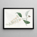 Buddleia a foglie variate - Sydenham Edwards — quadro incorniciato alla parete