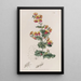 Chorozema à feuilles variées - Sydenham Edwards — quadro incorniciato alla parete