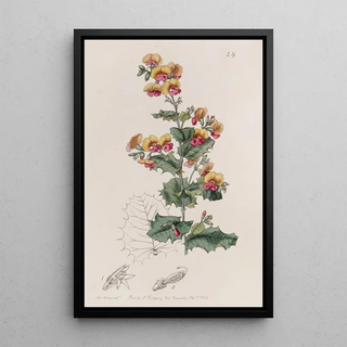 Sydenham Edwards - Variousleaved Chorozema.webp