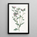 Collomia à feuilles variées - Sydenham Edwards — quadro incorniciato alla parete