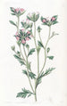 Collomia à feuilles variées - Sydenham Edwards — vista dell’opera