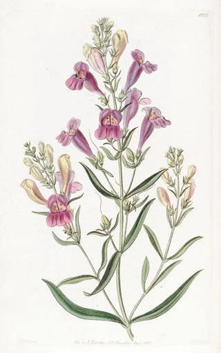 Sydenham Edwards - Variousleaved Pentstemon.webp