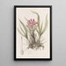Puya à feuilles variées - Sydenham Edwards — quadro incorniciato alla parete
