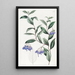 Sollya à feuilles variées - Sydenham Edwards — quadro incorniciato alla parete
