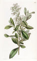 Escallonia vernie - Sydenham Edwards — vista dell’opera