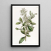 Escallonia vernie - Sydenham Edwards — quadro incorniciato alla parete