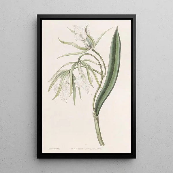 Sydenham Edwards - Veinlipped Brasavola.webp