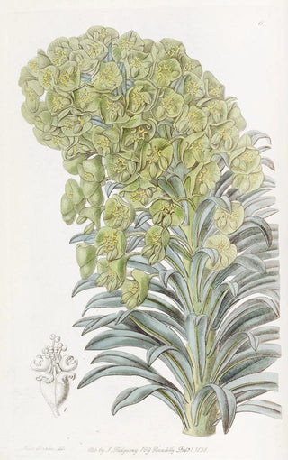 Sydenham Edwards - Venetian Euphorbia.webp