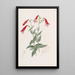 Pentstemon vermillon - Sydenham Edwards — quadro incorniciato alla parete