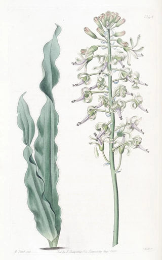 Sydenham Edwards - Villousleaved Drimia.webp